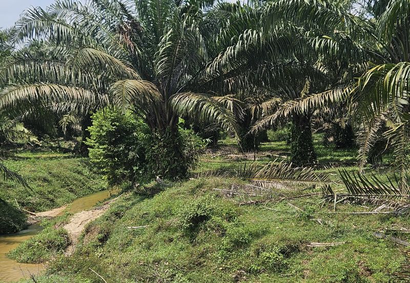 Palm Oil Land, Temoh, Tapah, Perak (29 acres)