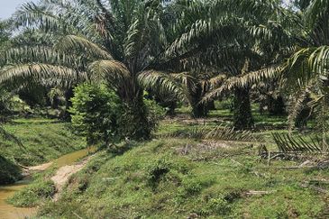 Palm Oil Land, Temoh, Tapah, Perak (29 acres)