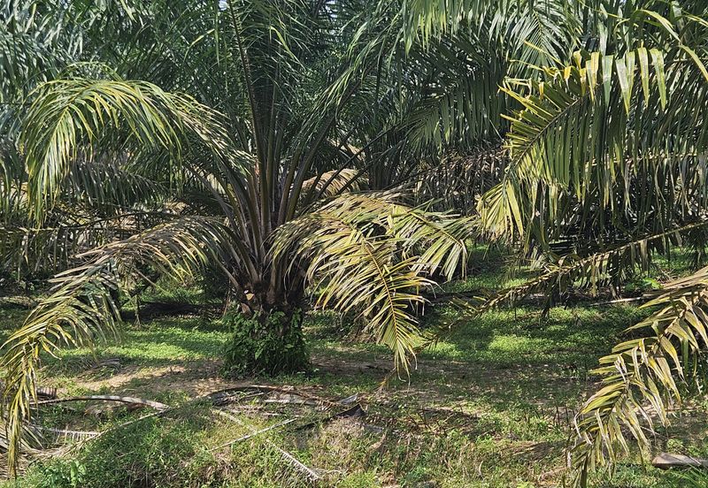 Palm Oil Land, Temoh, Tapah, Perak (29 acres)