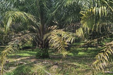 Palm Oil Land, Temoh, Tapah, Perak (29 acres)