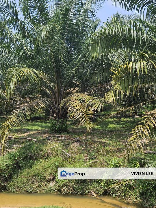 Palm Oil Land, Temoh, Tapah, Perak (29 acres), Perak, Tapah