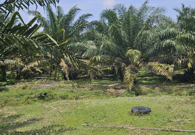 Palm Oil Land, Temoh, Tapah, Perak (29 acres)