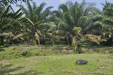 Palm Oil Land, Temoh, Tapah, Perak (29 acres)