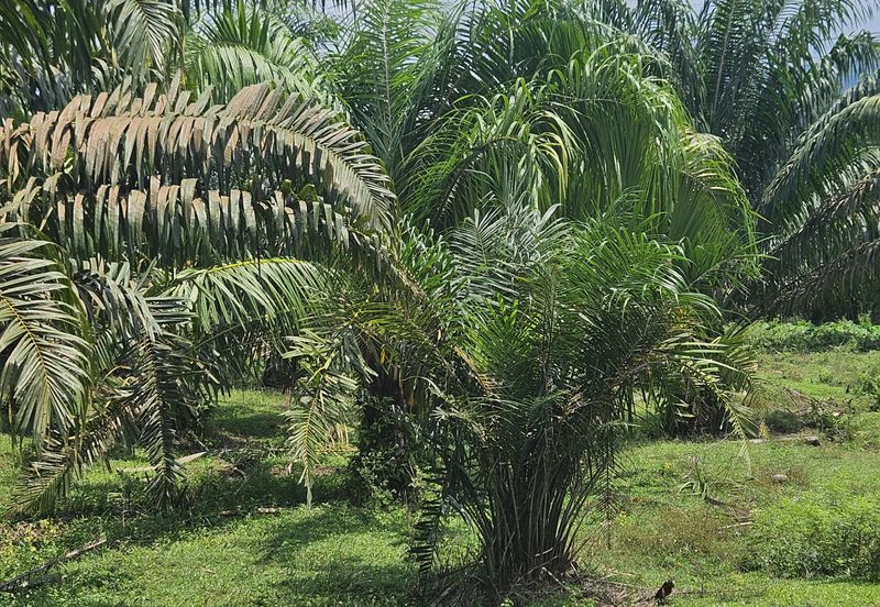 Palm Oil Land, Temoh, Tapah, Perak (29 acres)