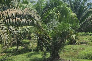 Palm Oil Land, Temoh, Tapah, Perak (29 acres)