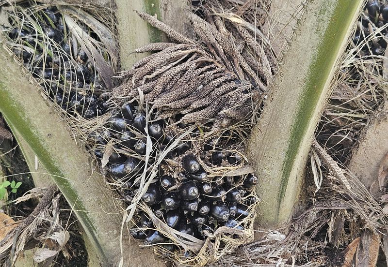 Palm Oil Land, Temoh, Tapah, Perak (29 acres)