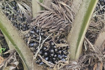 Palm Oil Land, Temoh, Tapah, Perak (29 acres)