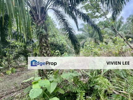 Palm Oil Flat Land Trong Perak For Sales 83 Acres , Perak, Taiping