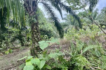 Agriculture Land @ Taiping