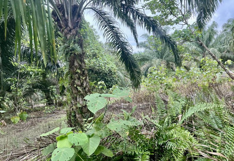Agriculture Land @ Taiping