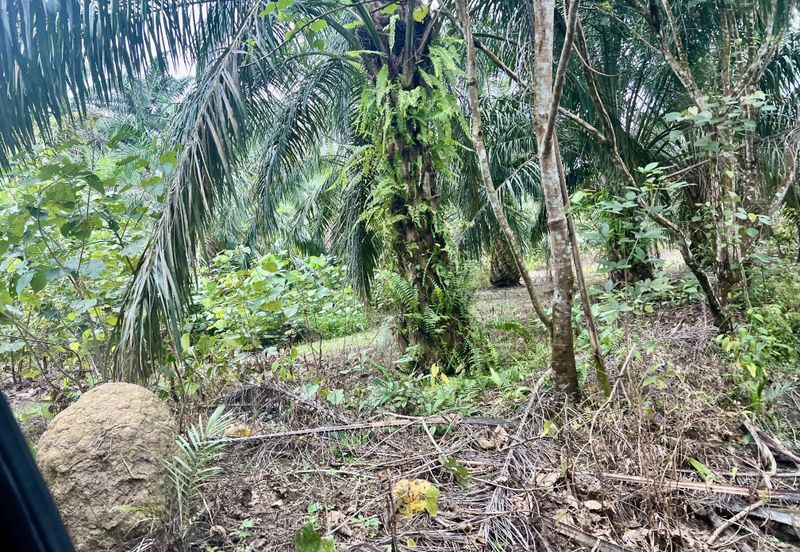 Agriculture Land @ Taiping