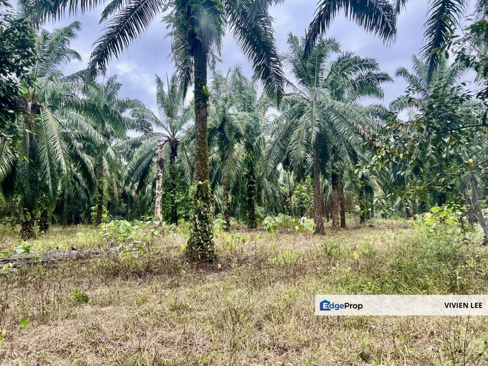  Perak Agriculture Land For Sales , Perak, Taiping