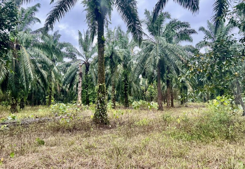 Agriculture Land @ Taiping