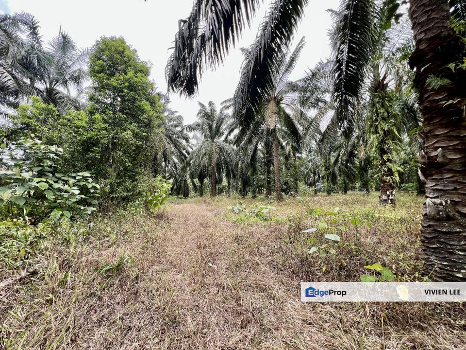  Perak Agriculture Land For Sales , Perak, Taiping