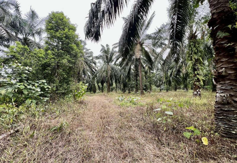 Agriculture Land @ Taiping