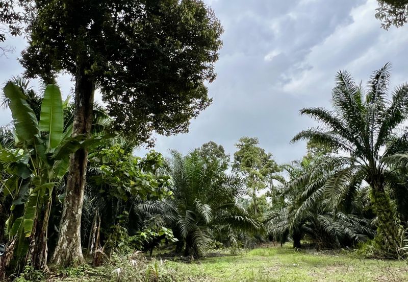 Agriculture Land @ Taiping