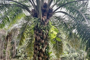 Agriculture Land @ Taiping