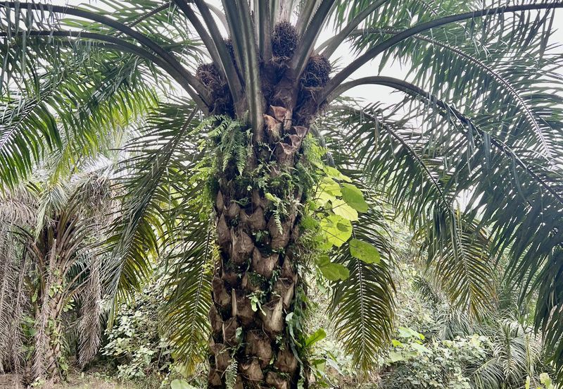 Agriculture Land @ Taiping
