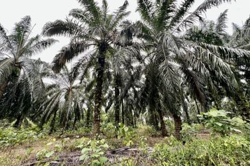 Agriculture Land @ Taiping