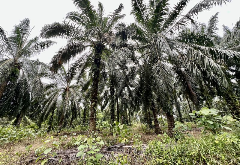 Agriculture Land @ Taiping