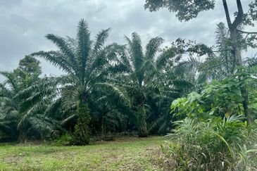 Agriculture Land @ Taiping
