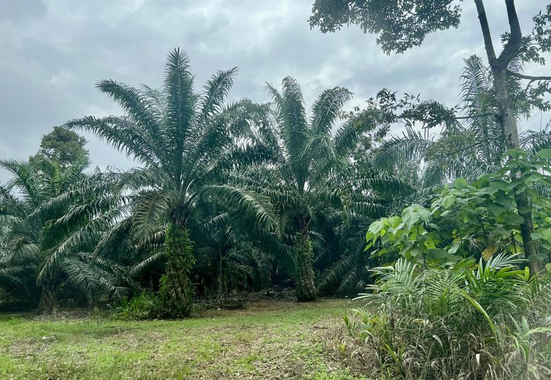Agriculture Land @ Taiping