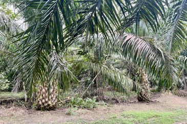 Agriculture Land @ Taiping