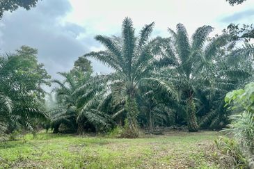 Agriculture Land @ Taiping