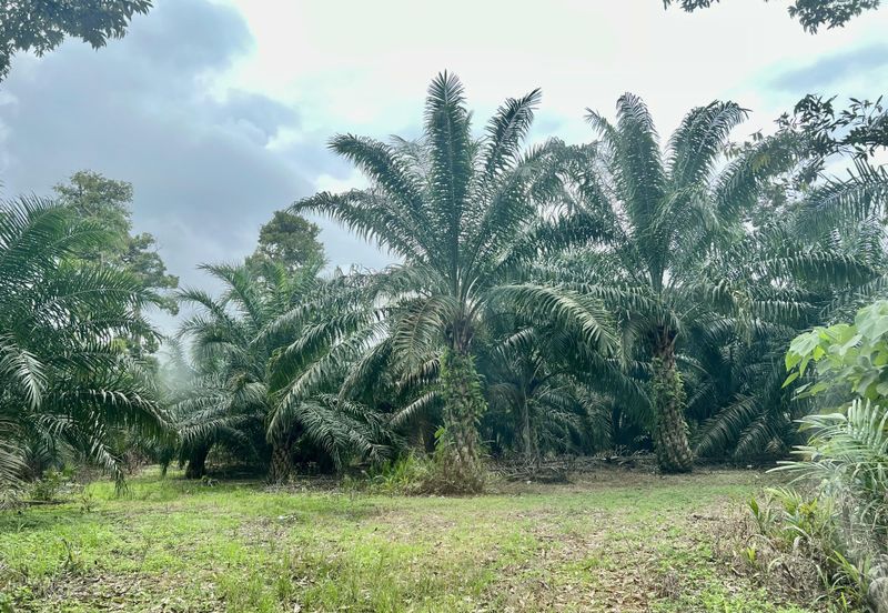 Agriculture Land @ Taiping