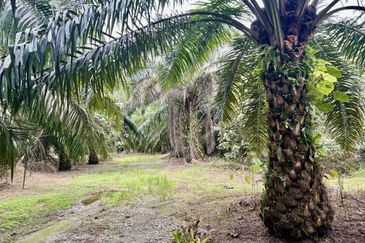 Agriculture Land @ Taiping