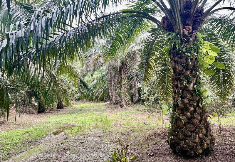 Agriculture Land @ Taiping