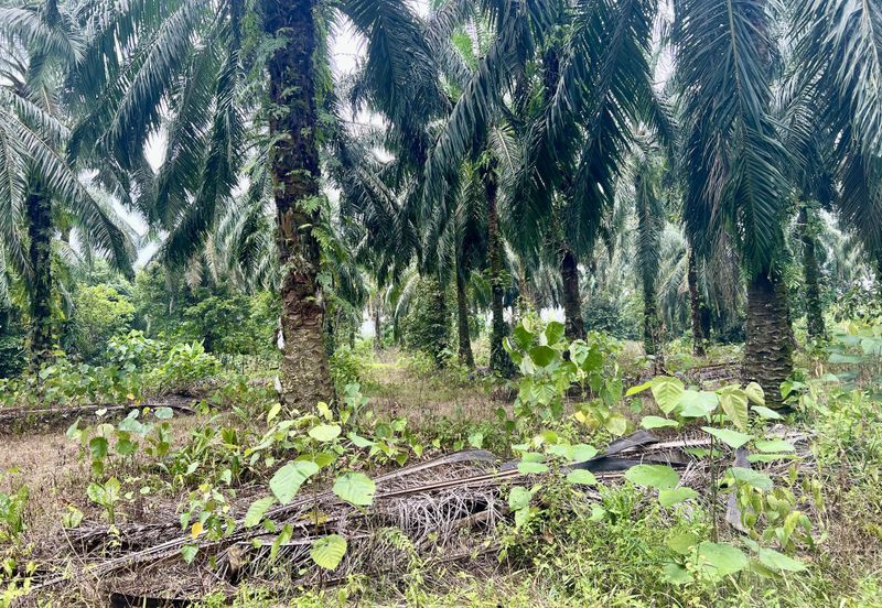 Agriculture Land @ Taiping