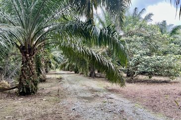 Agriculture Land @ Taiping
