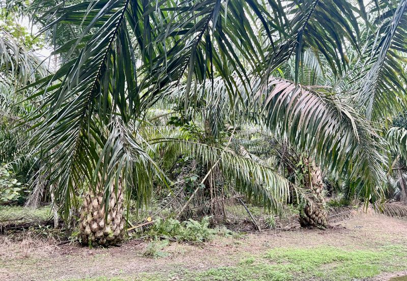 Agriculture Land @ Taiping