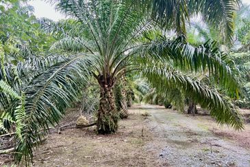 Agriculture Land @ Taiping