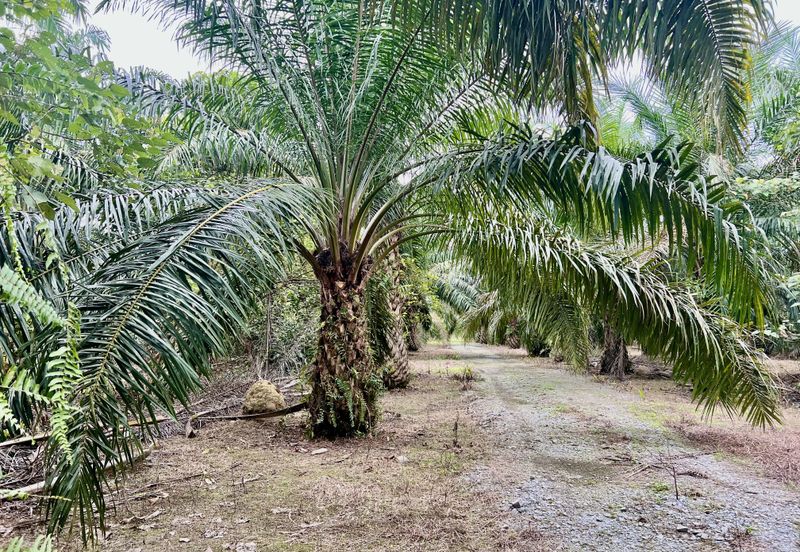 Agriculture Land @ Taiping