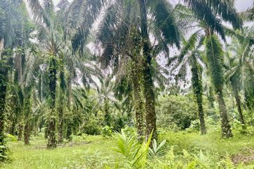 Agriculture Land @ Taiping