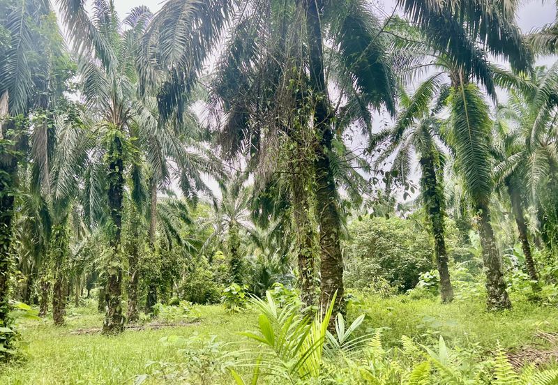 Agriculture Land @ Taiping