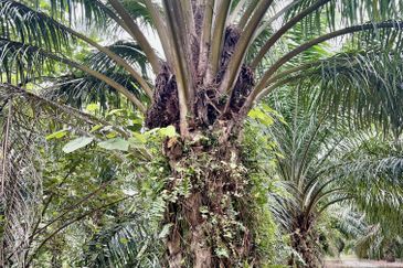 Agriculture Land @ Taiping