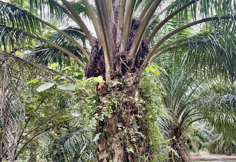 Agriculture Land @ Taiping