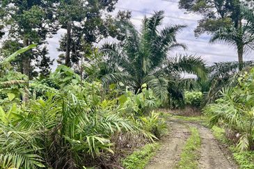 Agriculture Land @ Taiping