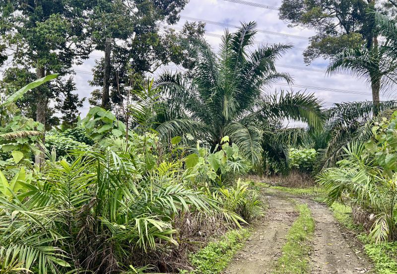 Agriculture Land @ Taiping