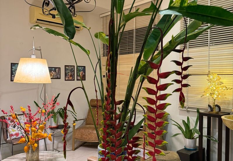 Rafflesia @ The Hill