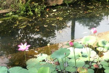 Rafflesia @ The Hill