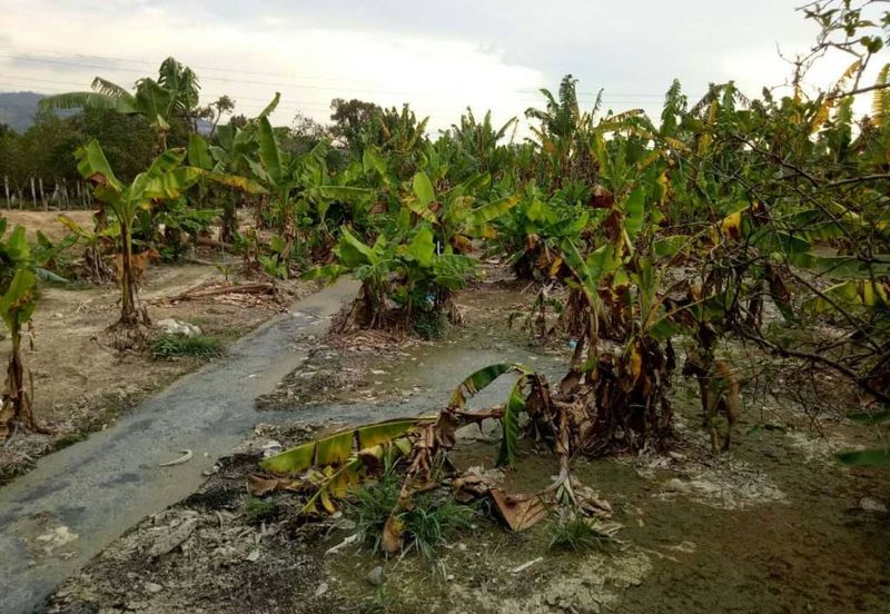 agriculture land pajam mantin, seremban, sembilan