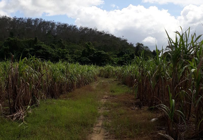 Titit Best eco tourism-Residential land for SALE