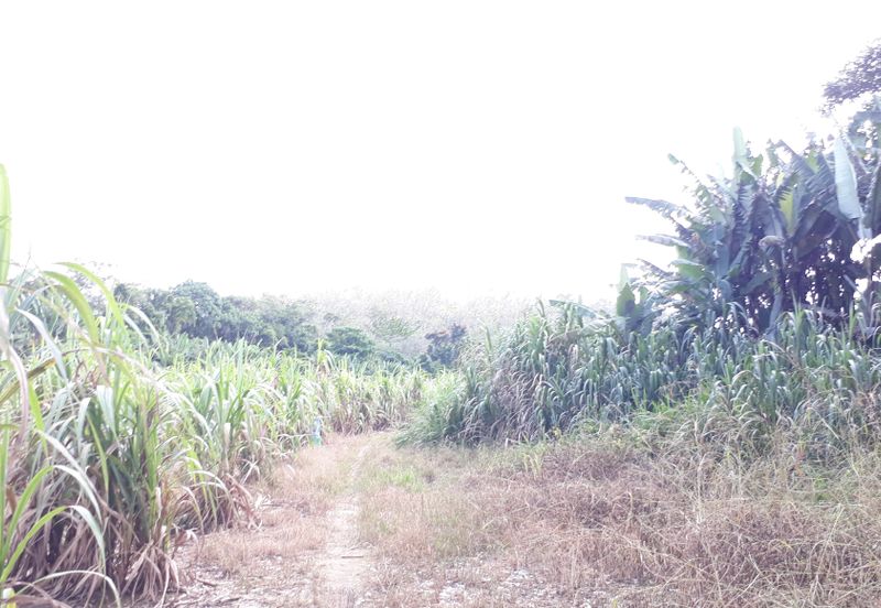 Titit Best eco tourism-Residential land for SALE