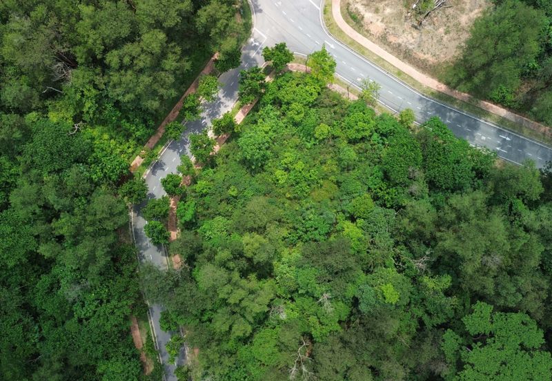 Jalan Rimba Riang 9/12