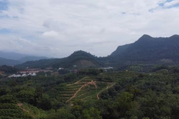 Bentong, 150.03 acres OPEN FOR TENDER