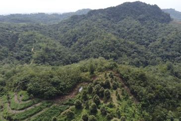 Bentong, 150.03 acres OPEN FOR TENDER